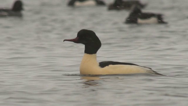 商船(Mergus merganser)视频素材