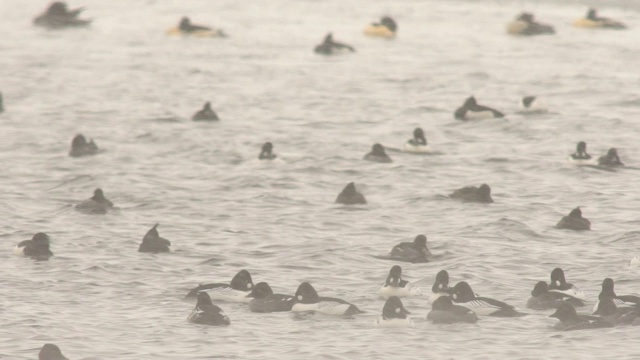 普通秋沙鼠(Mergus merganser)和金眼鼠(Bucephala clangula)视频素材