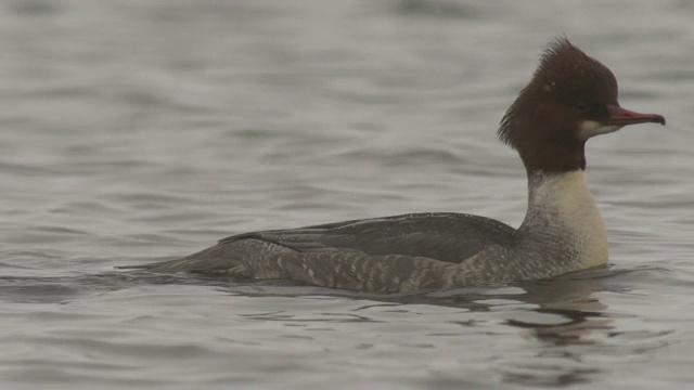 商船(Mergus merganser)视频素材