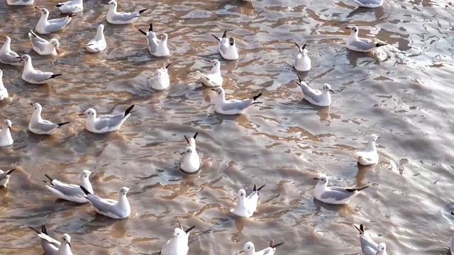 邦浦娱乐中心，沙慕普拉坎，泰国，海滩上的海鸥视频素材