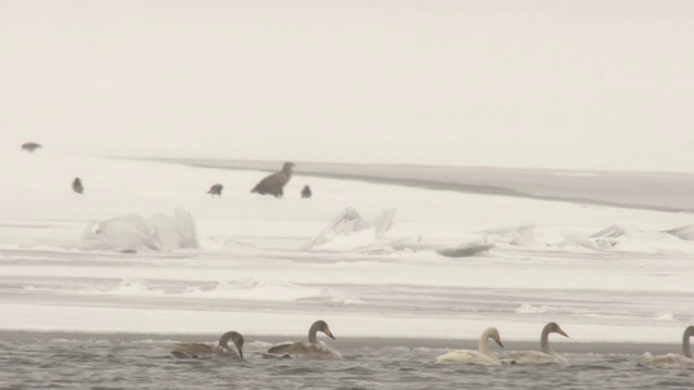 大天鹅(Cygnus Cygnus)和白尾鹰(Haliaeetus albicilla)视频素材