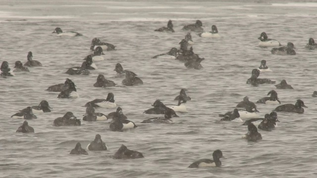 普通秋沙鼠(Mergus merganser)和金眼鼠(Bucephala clangula)视频素材