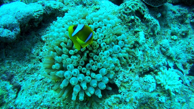 两条两条带状海葵鱼或橙鳍海葵鱼(金凤鱼)，生活在埃及红海的海葵上视频素材