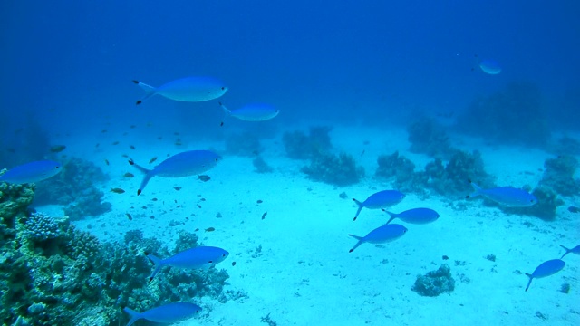 Blue fusilier或Lunar fusilier (Caesio Caerulaurea)游过沙底，红海，埃及，非洲视频素材