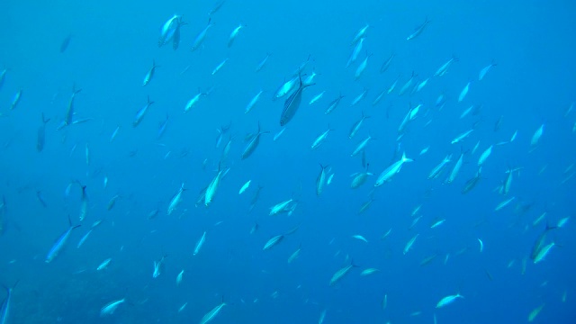 条纹燧发枪(Caesio Striata)游泳在蓝色的水，红海，埃及，非洲视频素材