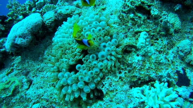 两条两条带状海葵鱼或橙鳍海葵鱼(金凤鱼)，生活在埃及红海的海葵上视频素材