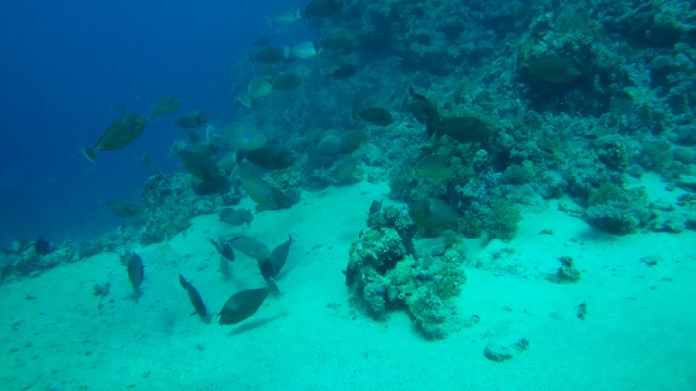 大群的蓝棘独角鱼或短鼻独角鱼(纳索独角鱼)游过沙地，红海，埃及视频素材