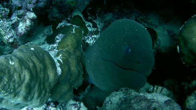 巨型海鳗(Gymnothorax javanicus)红海，马萨阿拉姆，阿布达布，埃及视频素材