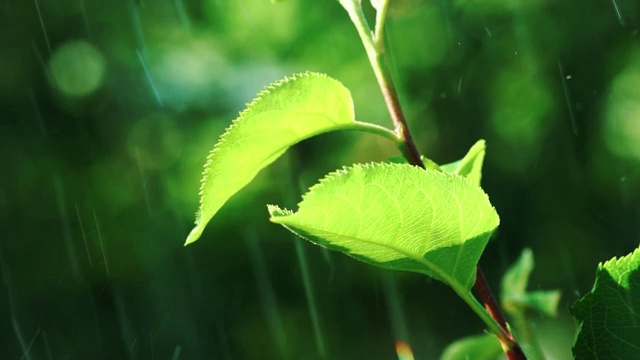 雨滴落在花园里的绿叶上。视频素材