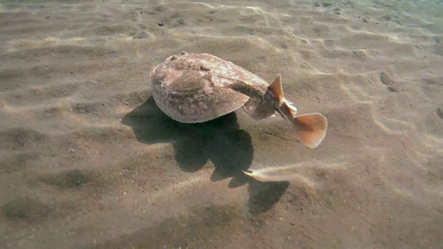 黑豹电鳐(鱼雷豹)游过沙底，红海，马萨阿拉姆，阿布达巴，埃及视频素材