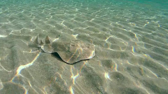 黑豹电鳐(鱼雷豹)游过沙底，红海，马萨阿拉姆，阿布达巴，埃及视频素材