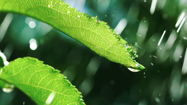 大雨落在树叶上。视频素材