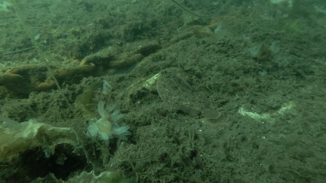 透明海鞘(Ciona natiinalis, Ascidia natiinalis)视频素材