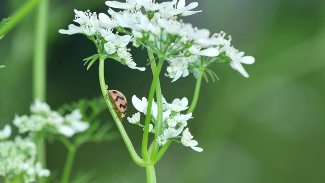 瓢虫在香菜花上休息视频素材