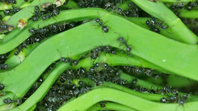 黑蚁群落在棕榈花的芽上视频素材