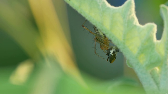 蜘蛛捉虫视频素材