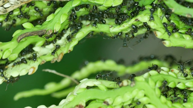 黑蚁群落在棕榈花的芽上视频素材