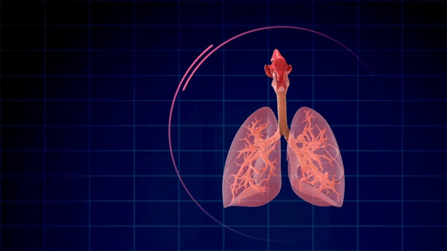 人体肺呼吸系统视频素材