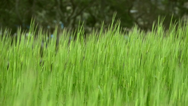 韩国全罗南道清山岛的牧草大麦田视频素材