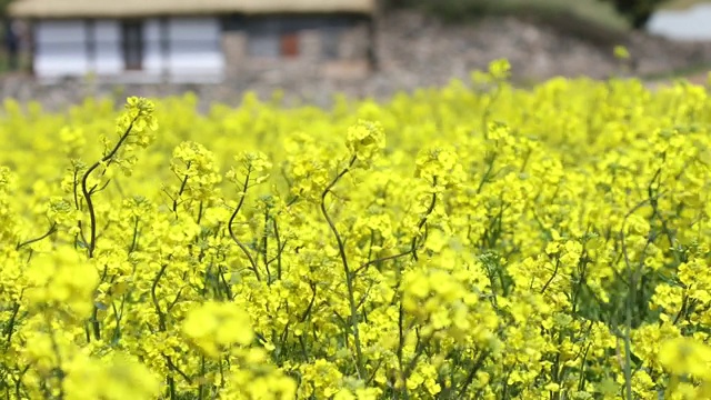 韩国全罗南道清山岛的油菜花田视频素材