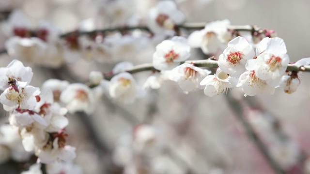 图为韩国全罗南道光阳梅花村的白色杏花视频素材