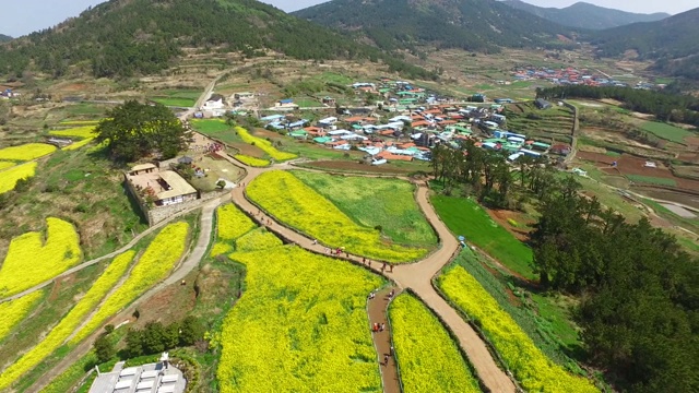 韩国全罗南道清山岛的油菜花田和村庄视频素材