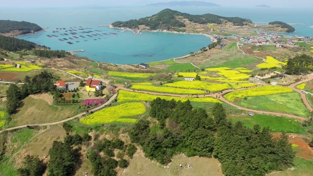 韩国全罗南道清山岛的油菜花田和海景视频素材