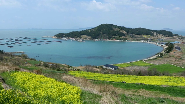 韩国全罗南道清山岛的油菜花田和海景视频素材