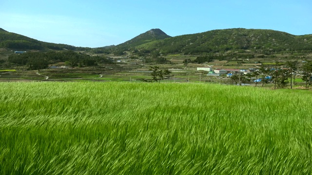 韩国全罗南道清山岛的牧草大麦田视频素材