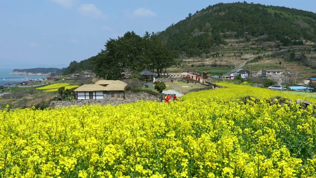 韩国全罗南道清山岛的油菜花田视频素材