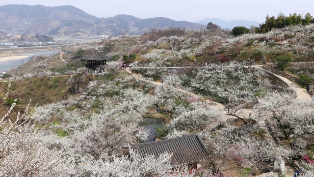 韩国全罗南道光阳梅花村的杏花视频素材