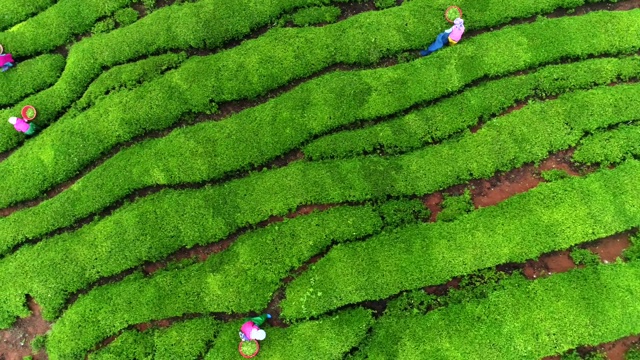 在韩国全罗南道的Boseong，人们在收获绿茶视频素材