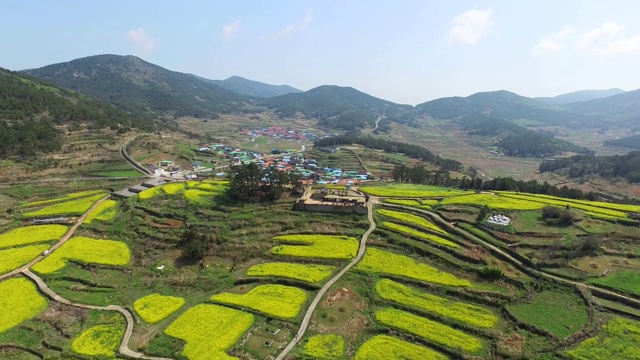 韩国全罗南道清山岛的油菜花田和村庄视频素材