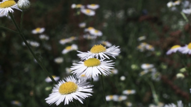 夏日田野上盛开着白色雏菊。视频素材