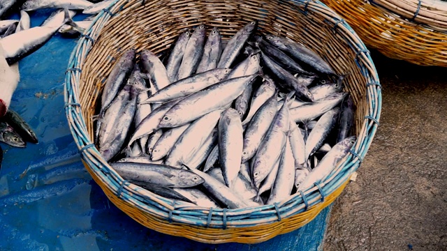 精选新鲜鲭鱼在海鲜市场出售视频素材