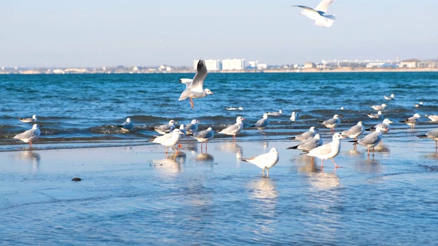 沙滩上的海鸥在海浪中飞翔。远处的沿海城镇。视频素材