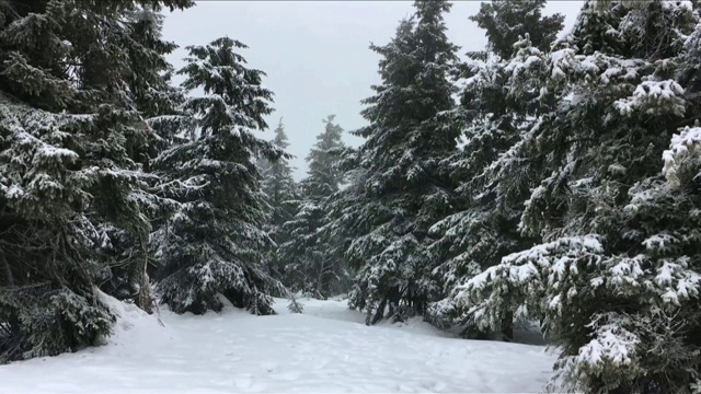 覆盖着雪的云杉在多云的冬日里随风摇摆。山的降雪。视频素材