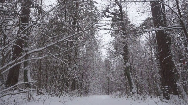 冬天美丽的森林，树上覆盖着新鲜的雪。视频素材