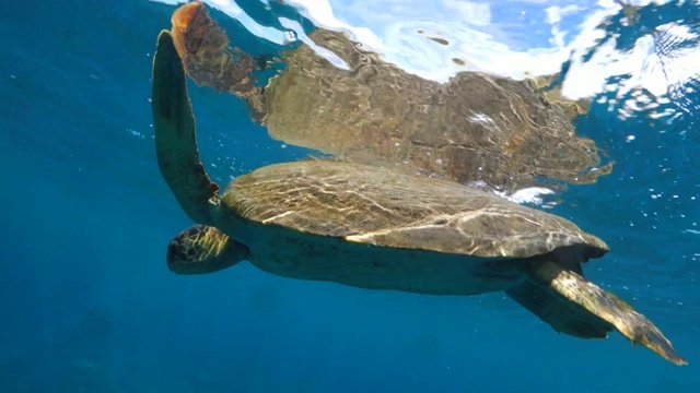 一只海龟漂浮在毛伊岛的海面上视频素材