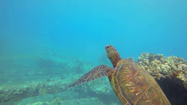 在毛伊岛，阳光在海龟壳上闪闪发光视频素材