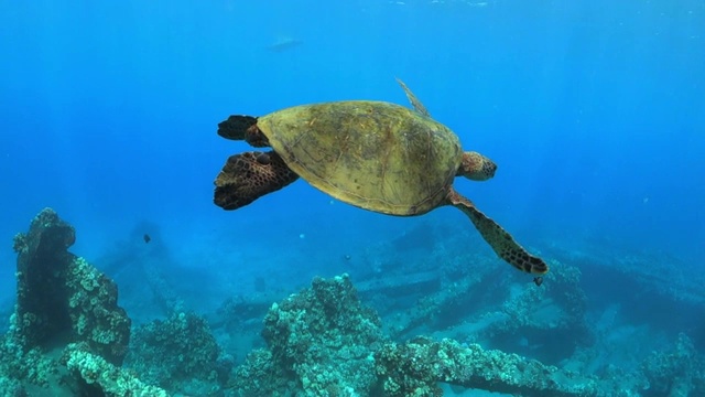 在毛伊岛，海龟漂浮在海面附近的洋流中视频素材