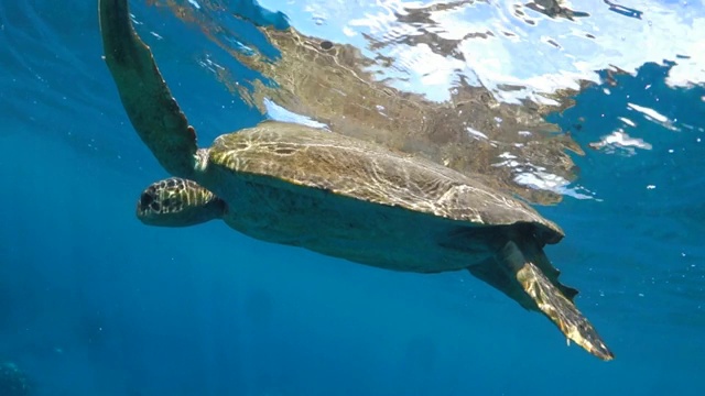 特写:在毛伊岛，海龟漂浮在水面上视频素材