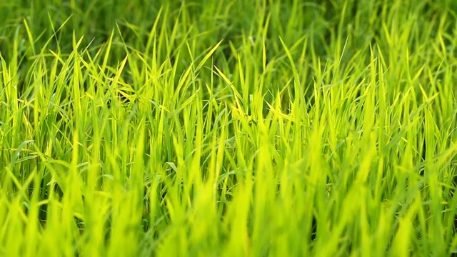 风吹着田野里绿色的稻叶视频素材