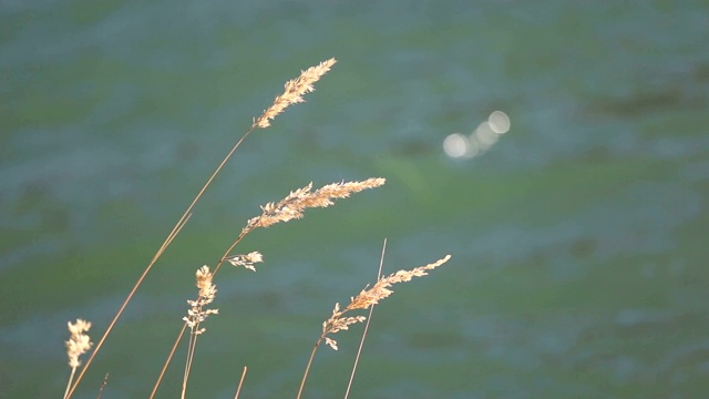 河边有芦苇视频素材