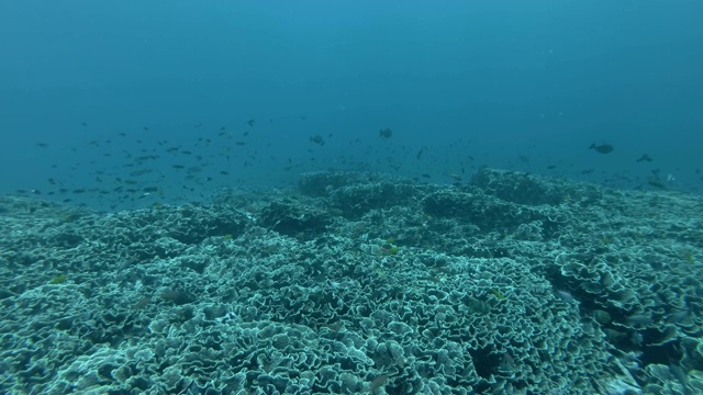 大群的菲律宾鱼和其他不同类型的热带鱼游过珊瑚礁在蓝色的水。印度尼西亚巴厘岛,大洋洲视频素材