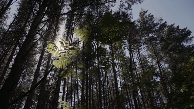 阳光透过树枝和树叶在松树林。阳光透过动态的树叶。太阳透过树枝。阳光在松林中移动视频素材