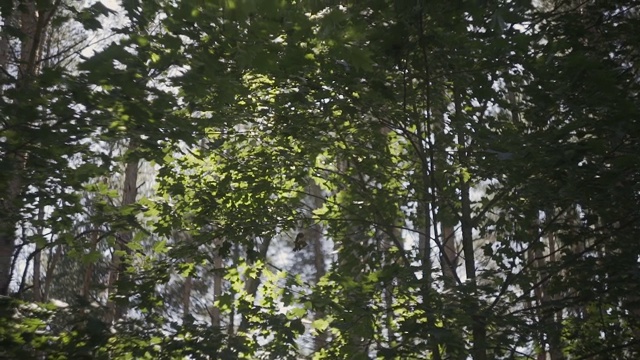 阳光透过树枝和树叶在松树林。阳光透过动态的树叶。太阳透过树枝。阳光在松林中移动视频素材