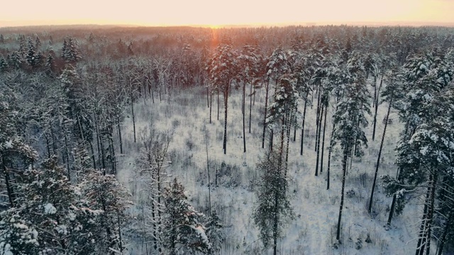 冬季森林的空中飞行。飞过白雪皑皑的森林，夕阳在白色的树木上落下橙色的余晖视频素材