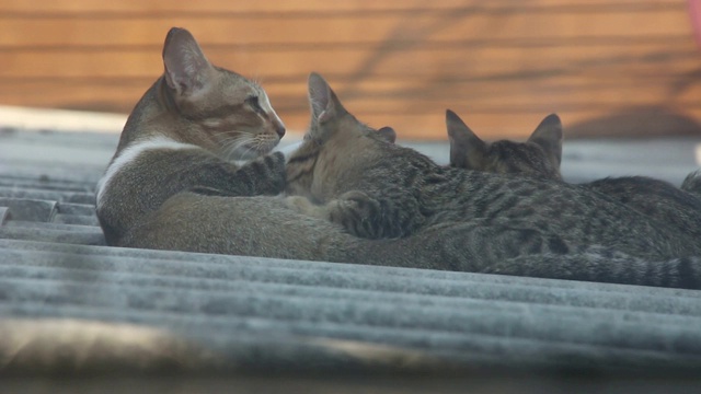 猫妈妈和小猫躺在一起视频下载