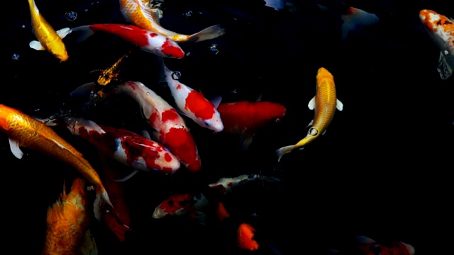 锦鲤在水族馆游泳的慢动作，花哨的鲤鱼鱼，俯视图视频素材